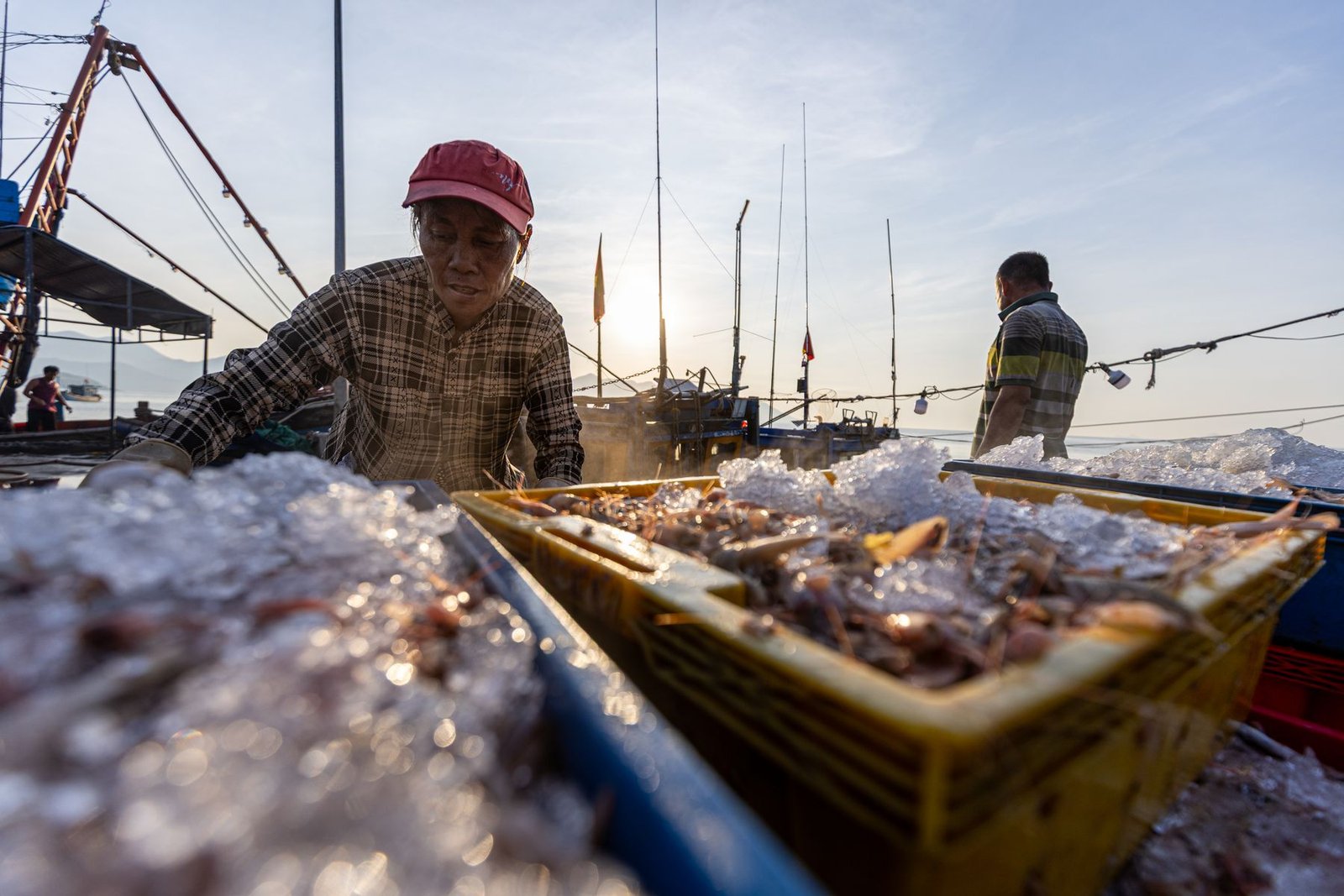 Seafood being moved at a harbour at sunrise